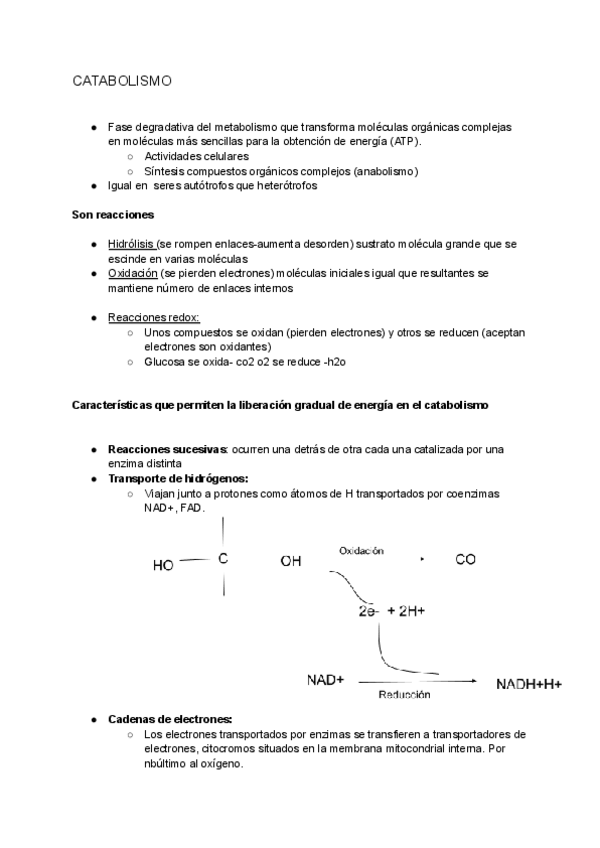 Miniatura del documento TEMA-10-EL-CATABOLISMO-BIO.pdf