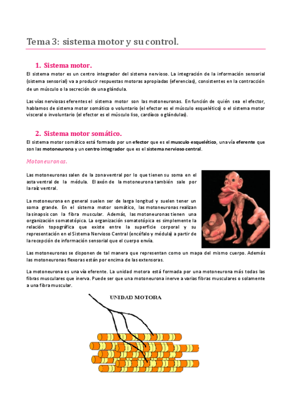 Miniatura del documento TEMA 3. SISTEMA NERVIOSO. SISTEMA MOTOR Y SU CONTROL.pdf