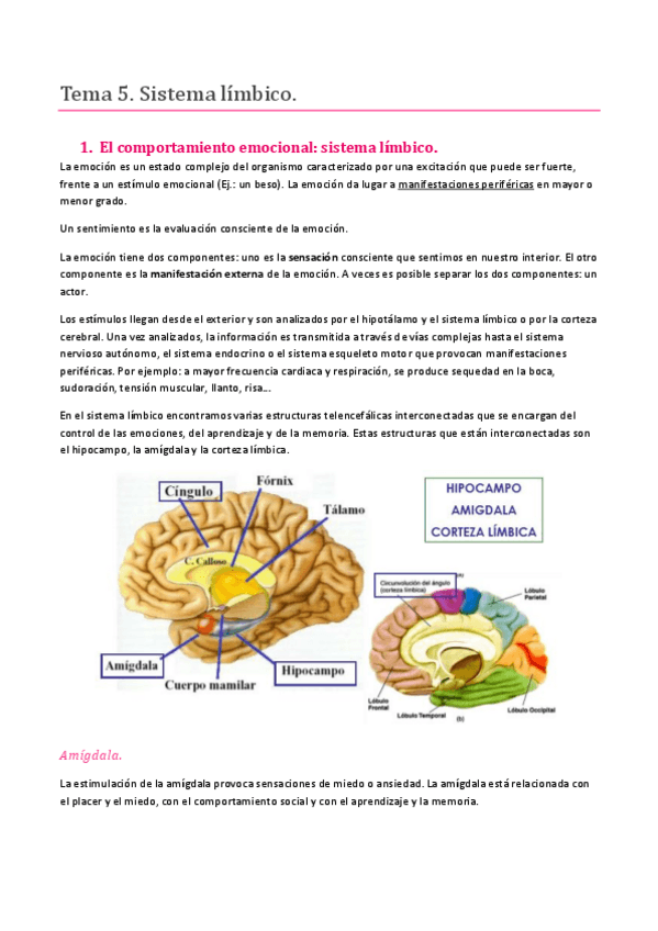 Miniatura del documento TEMA 5. SISTEMA NERVIOSO. LA CORTEZA CEREBRAL Y EL SISTEMA LÍMBICO.pdf