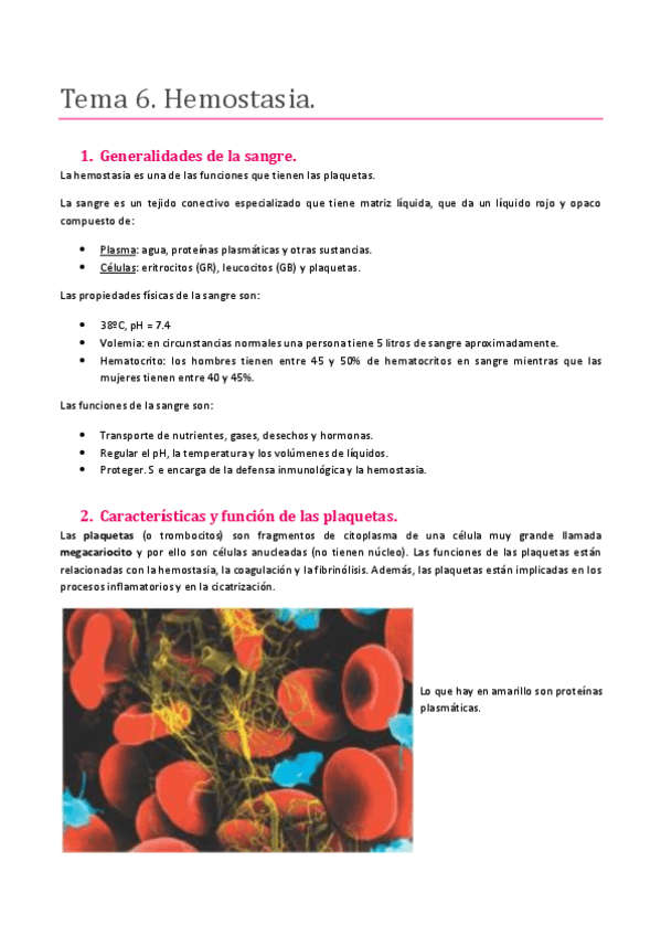 Miniatura del documento TEMA 6. SISTEMA CARDIOVASCULAR Y SANGRE. HEMOSTASIA.pdf