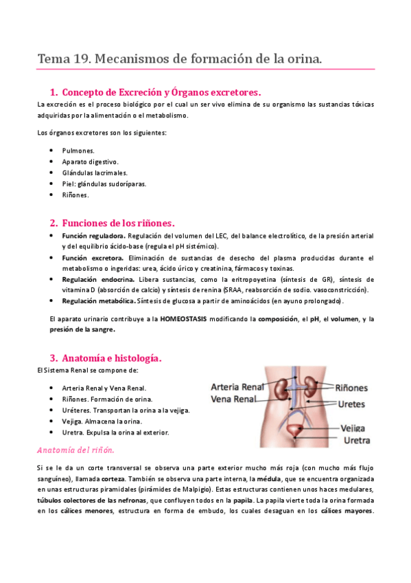 Miniatura del documento TEMA 19. SISTEMA RENAL. MECANISMOS DE FORMACIÓN DE LA ORINA.pdf