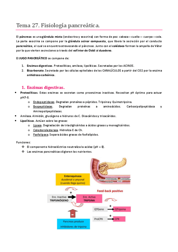 Miniatura del documento TEMA 27. SISTEMA DIGESTIVO FISIOLOGÍA PANCREÁTICA.pdf