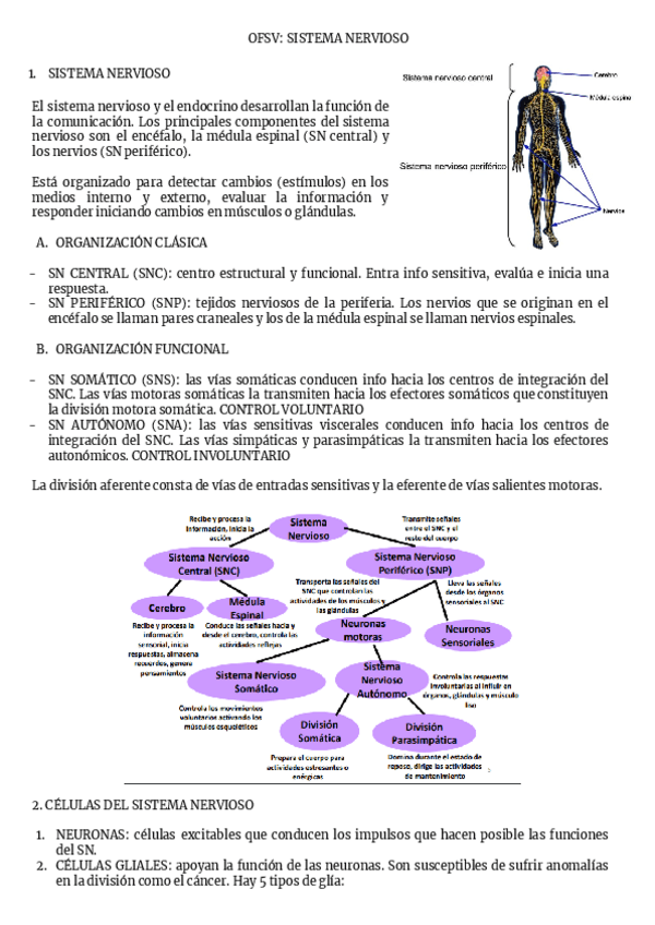 Miniatura del documento OFSV-SISTEMA-NERVIOSO.pdf