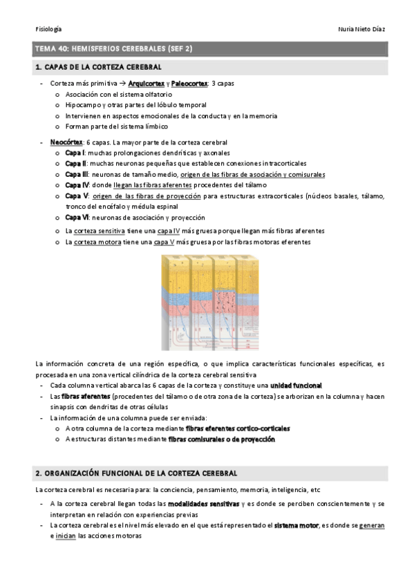 Miniatura del documento TEMA 40 - Hemisferios cerebrales (SEF 2).pdf