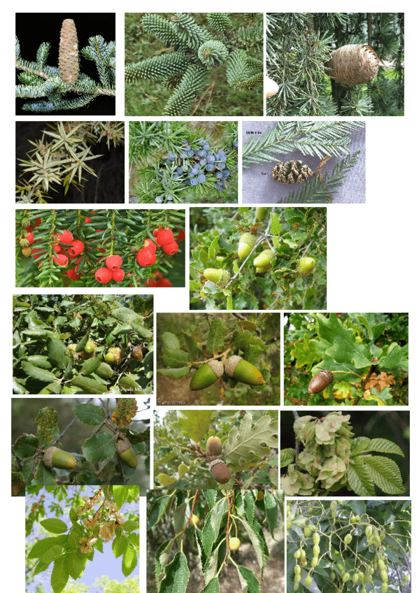 Miniatura del documento plantas.docx