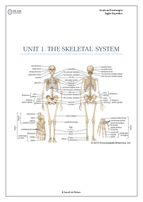 Miniatura del documento UNIT1.THESKELETALSYSTEM2022-2023-1.pdf