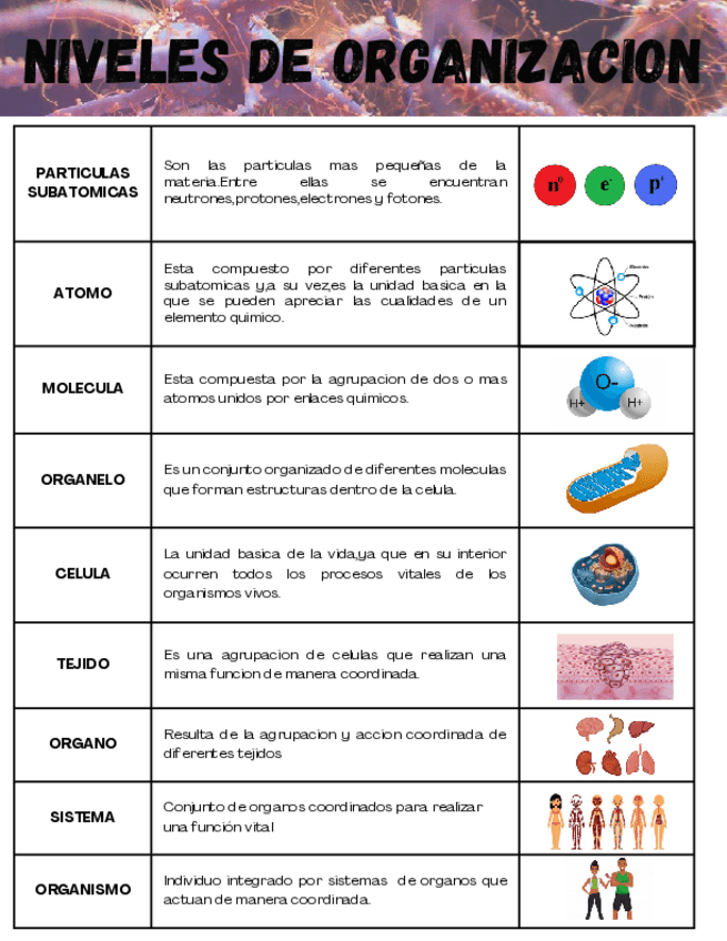 Miniatura del documento NIVELES-DE-ORGANIZACION.pdf
