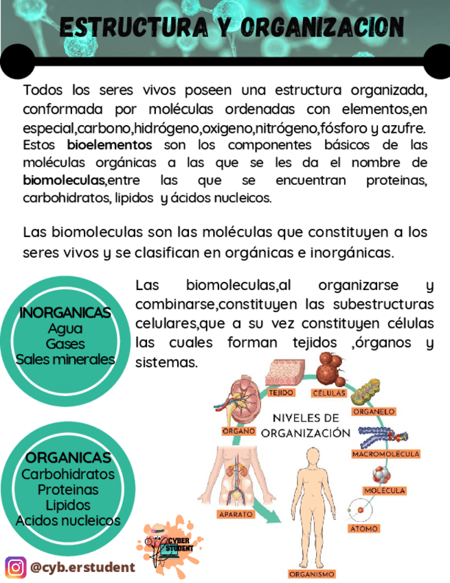 Miniatura del documento ESTRUCTURA-Y-ORGANIZACION.pdf