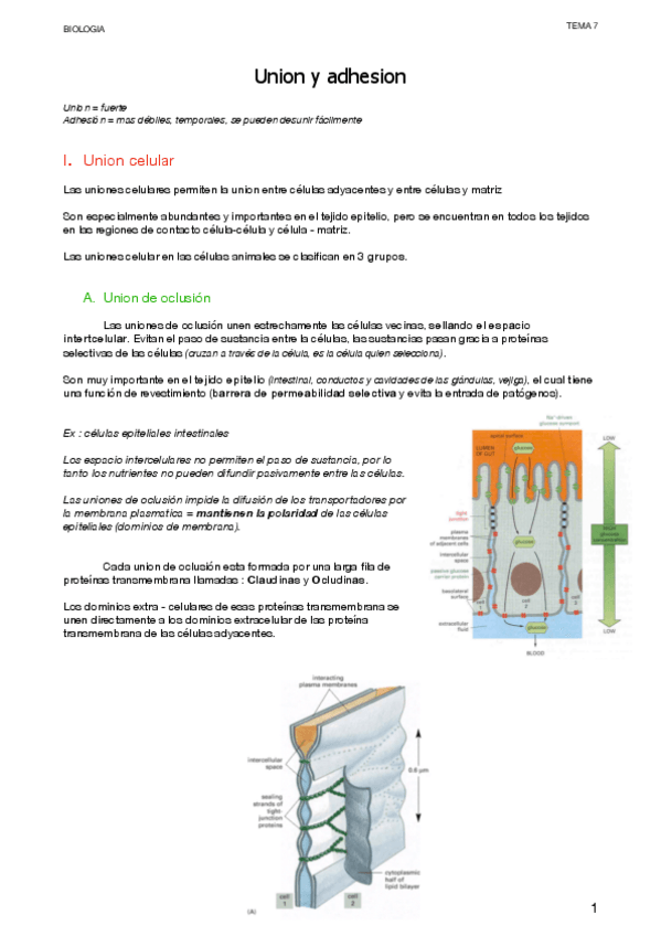 Miniatura del documento 4.2-Union-y-adhesion.pdf