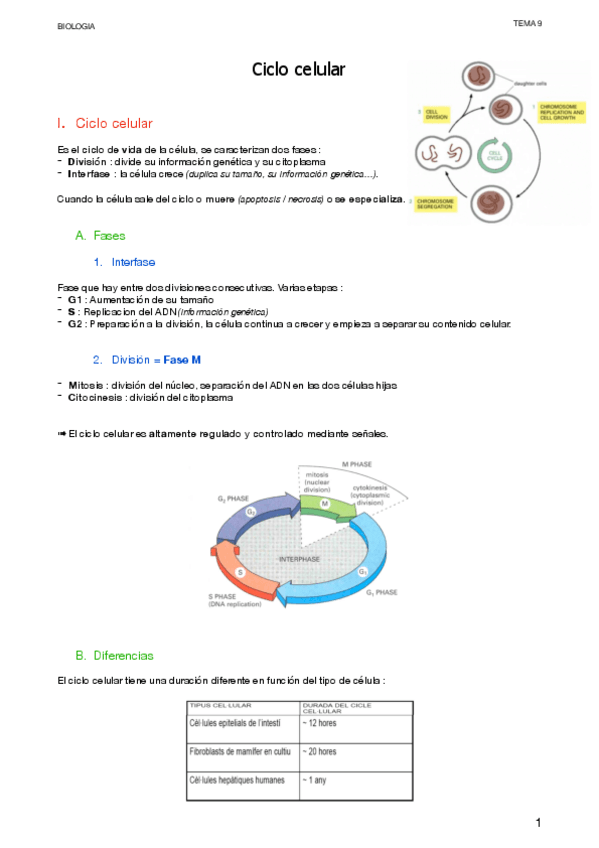 Miniatura del documento 4.4-Ciclo-celular.pdf