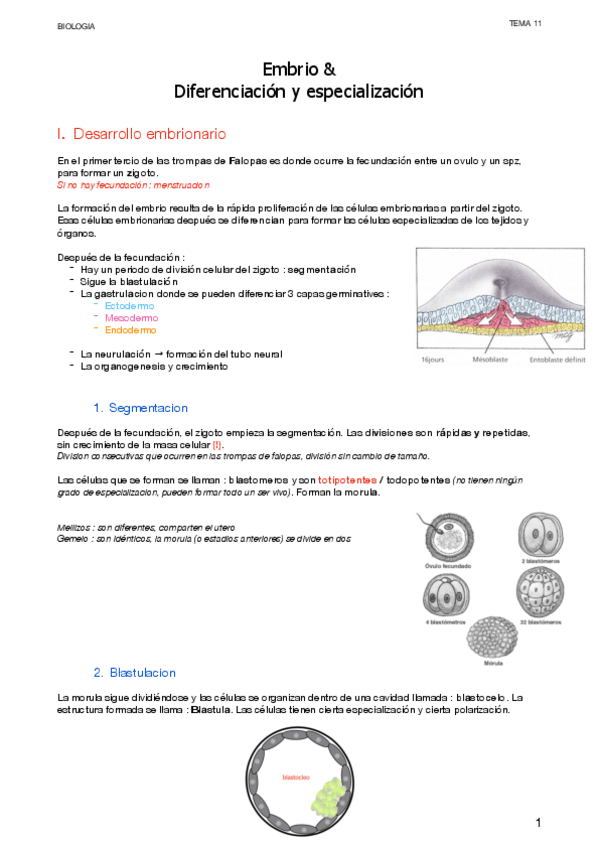Miniatura del documento 5.1-et-5.2-Embrio--diferenciacion-y-especializacion.pdf