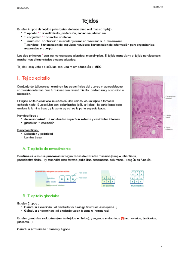 Miniatura del documento 5.3-Tejidos.pdf