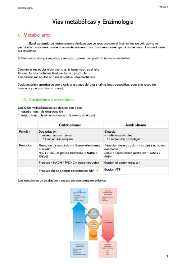 Miniatura del documento 7.-Vias-metabolicas-y-Enzimologia.pdf