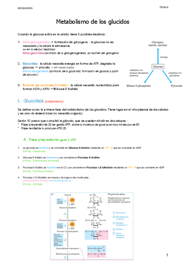 Miniatura del documento 8.-Metabolismo-de-los-glucidos.pdf