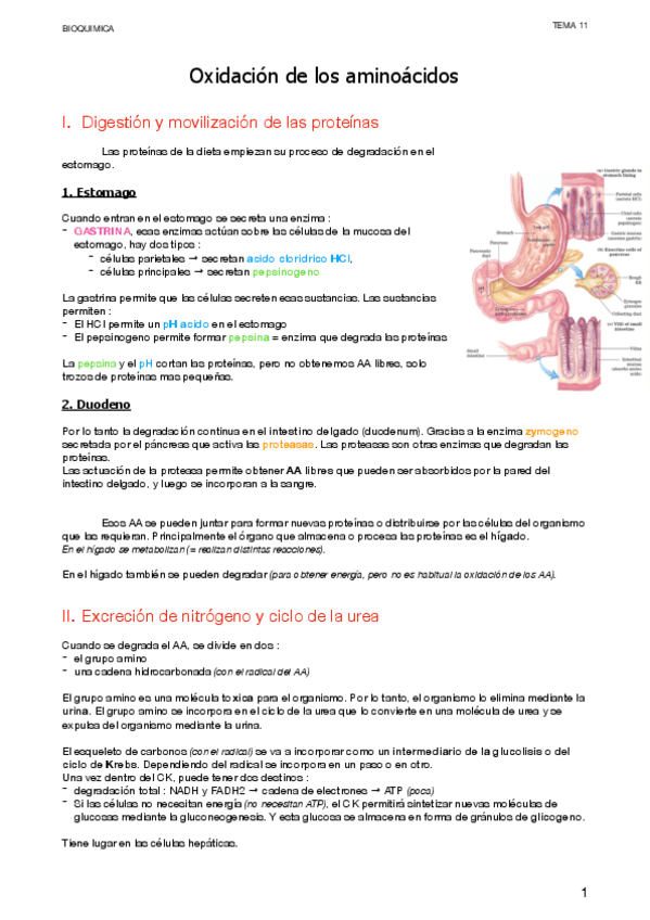 Miniatura del documento 11.-Oxidacion-AA.pdf