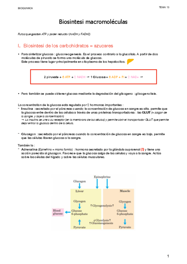 Miniatura del documento 13.-Biosintesis-macromoleculas.pdf