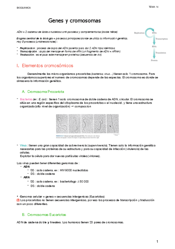 Miniatura del documento 14.-Genes-y-cromosomas-1.pdf