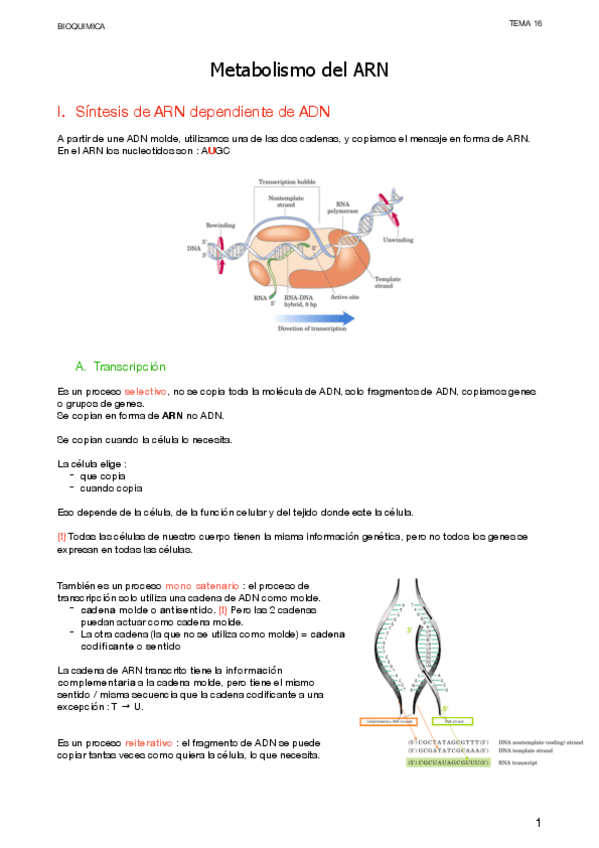 Miniatura del documento 16.-Metabolismo-del-ARN.pdf
