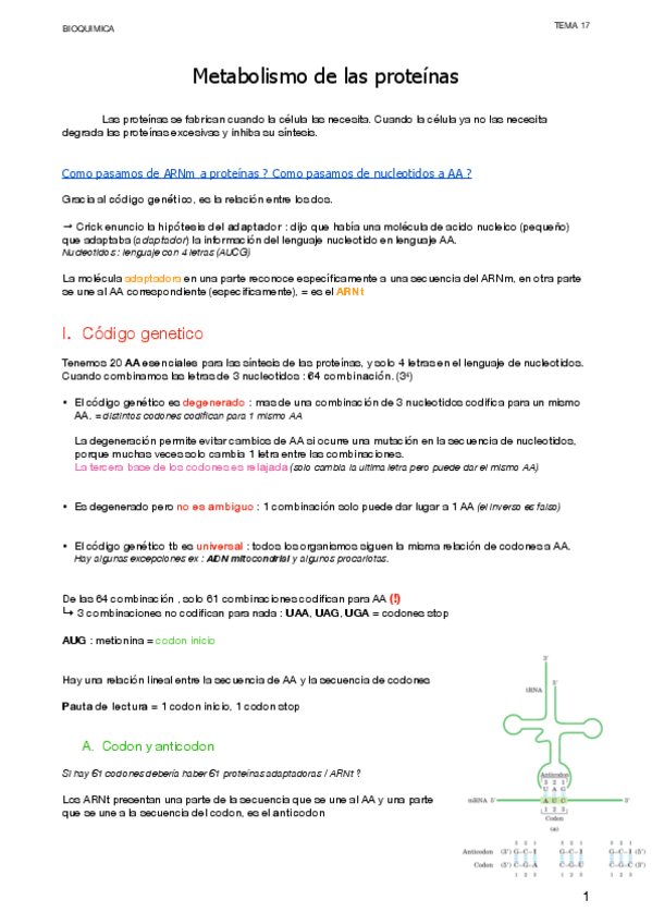Miniatura del documento 17.-Metabolismo-de-las-proteinas.pdf