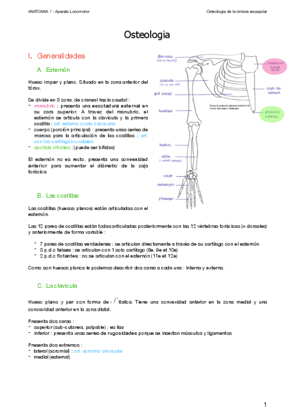 Miniatura del documento 1.-Osteologia.pdf