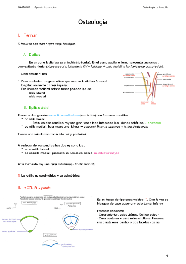 Miniatura del documento 1.-Osteologia-de-la-rodilla.pdf