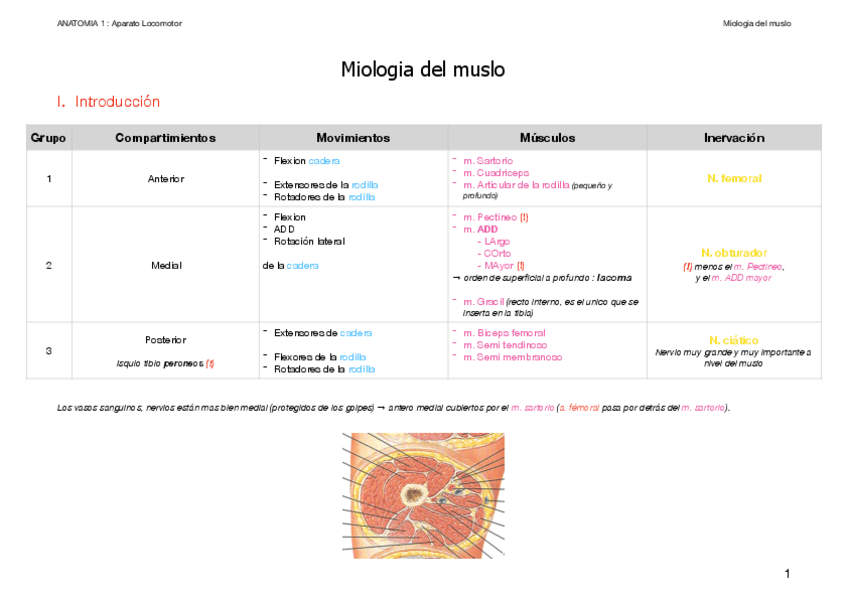 Miniatura del documento 3.-Miologia-del-muslo.pdf