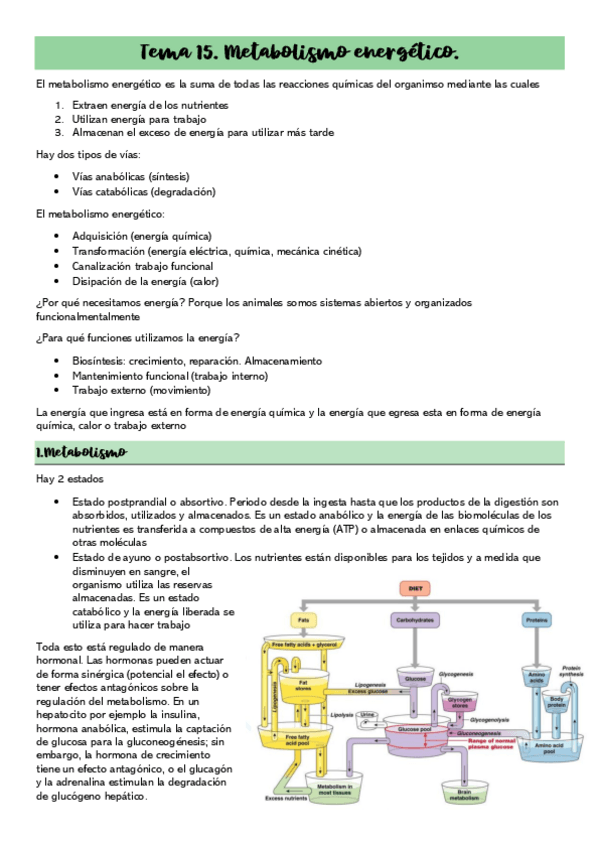 Miniatura del documento Tema-15.Metabolismo-energetico.pdf