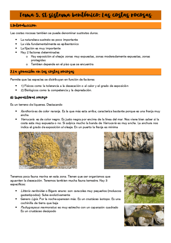 Miniatura del documento Tema-5.-Costas-rocosas.pdf