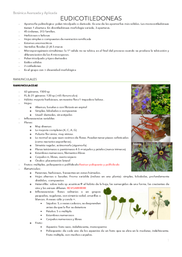 Miniatura del documento eudicotiledoneas.pdf