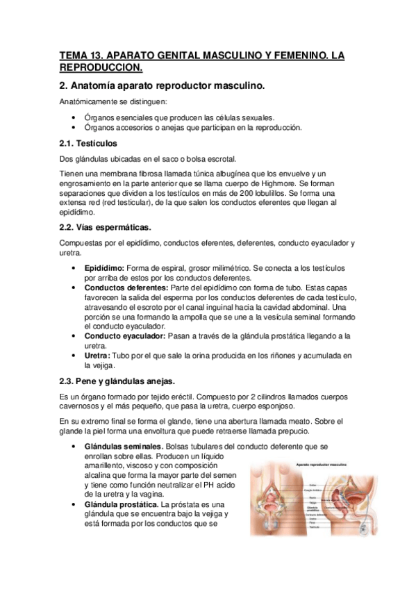 Miniatura del documento TEMA-13.-APARATO-GENITAL-MASCULINO-Y-FEMENINO.-LA-REPRODUCCION.pdf