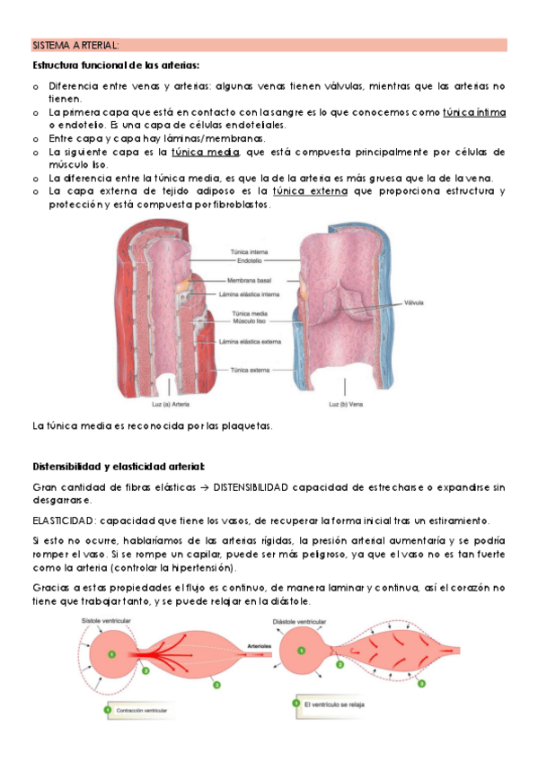 Miniatura del documento TEMA-6-SISTEMA-ARTERIAL-SISTEMA-VENOSO-CAPILARES-Y-SISTEMA-LINFATICO-Y-REGULACION-DEL-SISTEMA-CARDIOVASCULAR..pdf