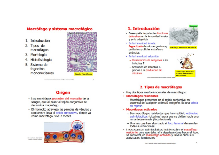 Miniatura del documento MACROFAGO.docx