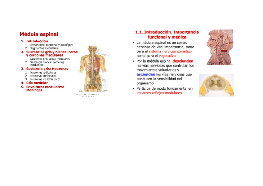 Miniatura del documento MEDULA ESPINAL.docx
