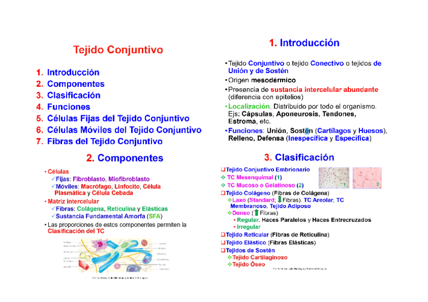 Miniatura del documento TEJIDO CONJUNTIVO.docx