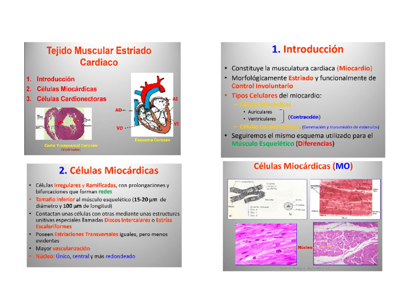 Miniatura del documento tejido muscular  estriado vascular.docx
