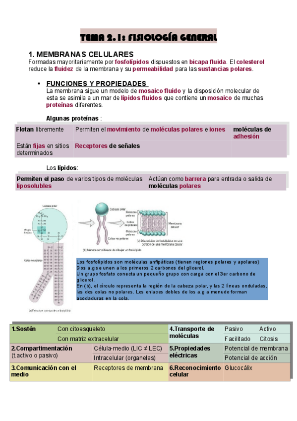 Miniatura del documento TEMA-2.1-FISIOLOGIA-GENERAL.pdf