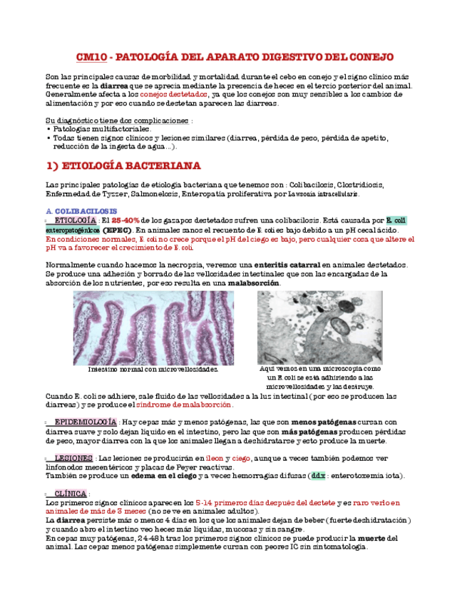 Miniatura del documento 10-14-Patologia-del-aparato-digestivo-del-conejo-I-y-II.pdf