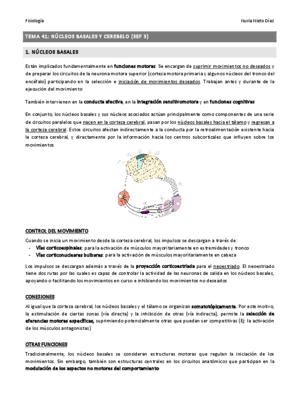 Miniatura del documento TEMA 41 - Núcleos basales y cerebelo (SEF 3).pdf