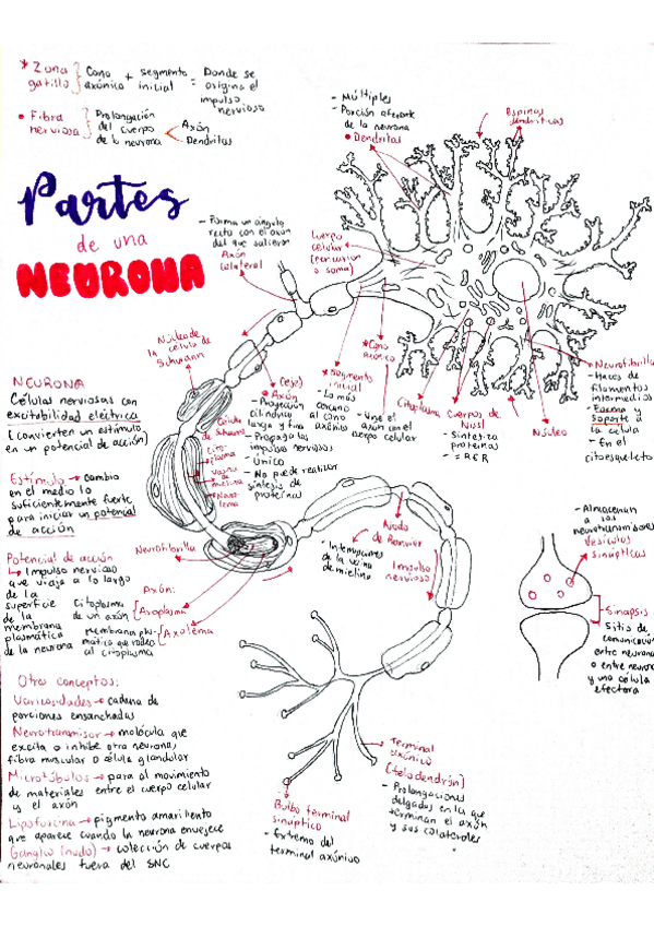 Miniatura del documento Partes-de-la-neurona.pdf