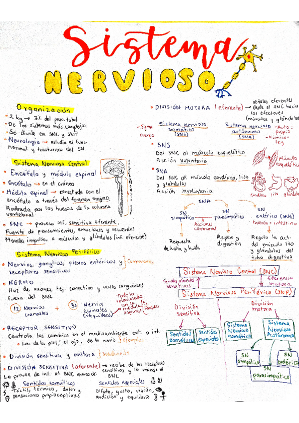 Miniatura del documento Organizacion-del-Sistema-Nervioso.pdf