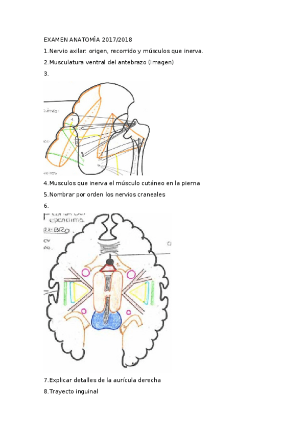 Miniatura del documento EXAMEN ANATOMÍA 2017-2018.docx