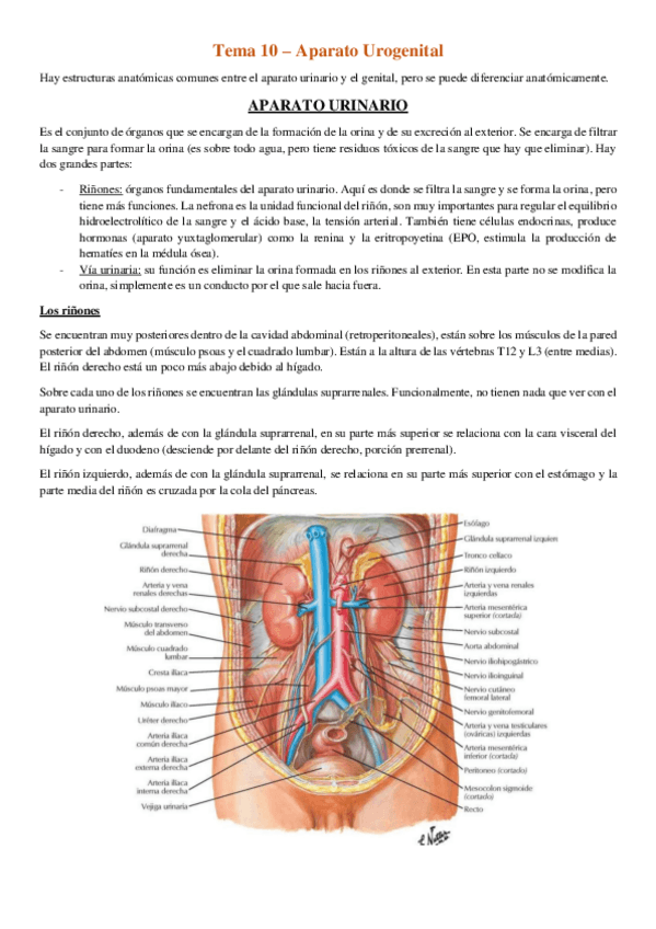 Miniatura del documento Tema-10-Aparato-urogenital.pdf