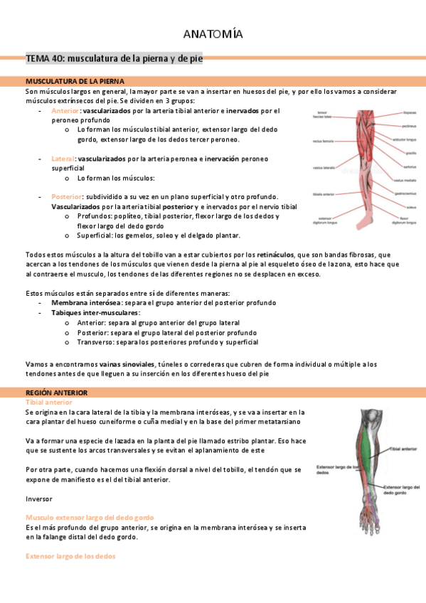Miniatura del documento tema-40-musculatura-de-la-pierna-y-del-pie.pdf