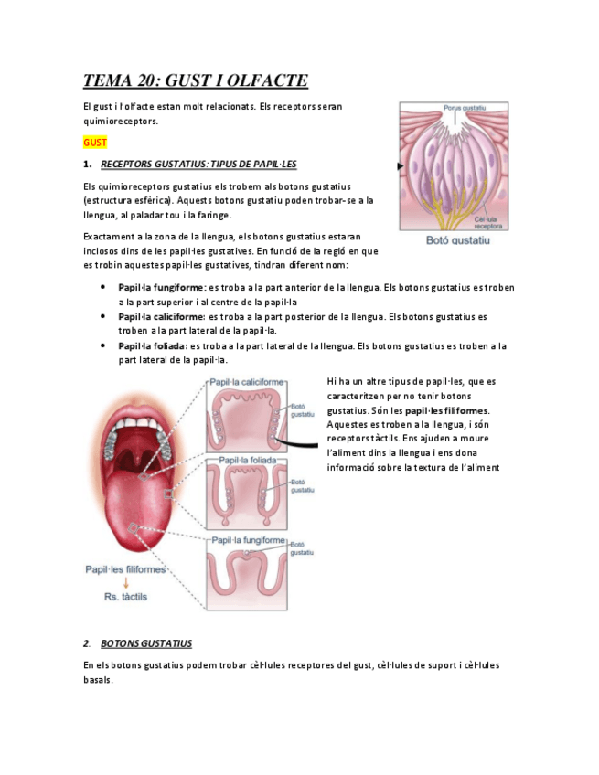 Miniatura del documento TEMA-20-GUST-I-OLFACTE.pdf