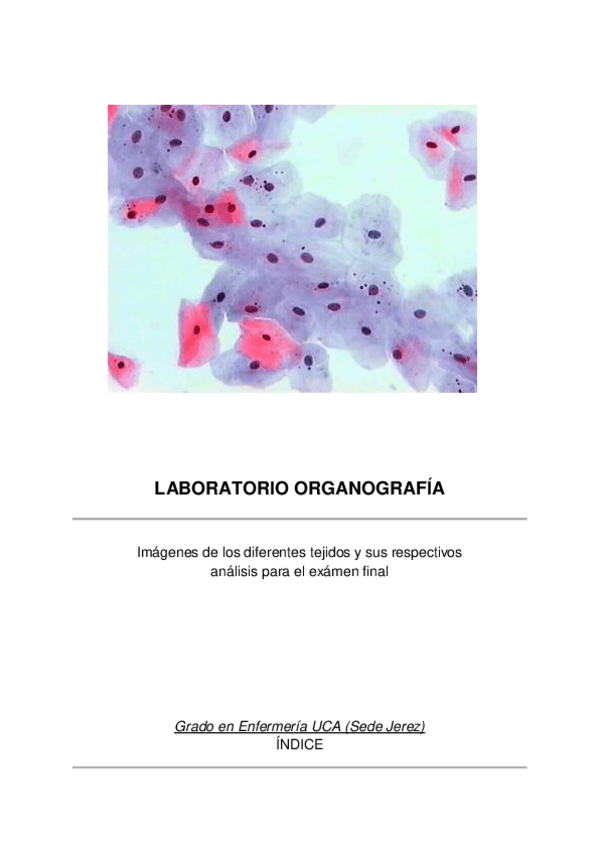 Miniatura del documento Análisis + imágenes organografía.pdf