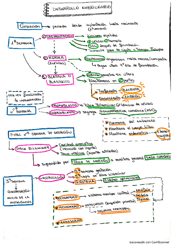 Miniatura del documento ESQUEMA-Desarrollo-embrionario-y-parto.pdf