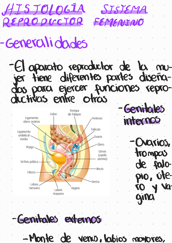 Miniatura del documento Histologia-sistema-reproductor-femenino.pdf