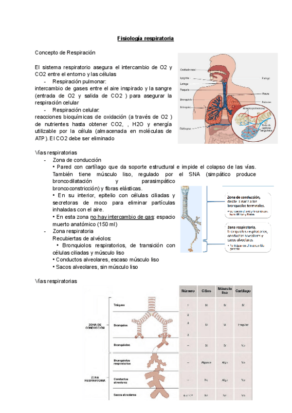 Miniatura del documento Fisiologia-respiratoria-2.pdf