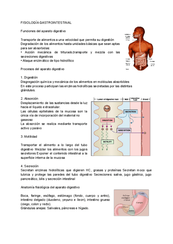 Miniatura del documento DIGESTIVO.pdf