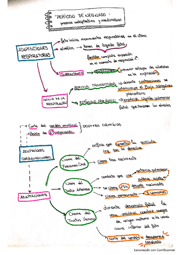 Miniatura del documento ESQUEMA-Periodo-de-neonato.pdf